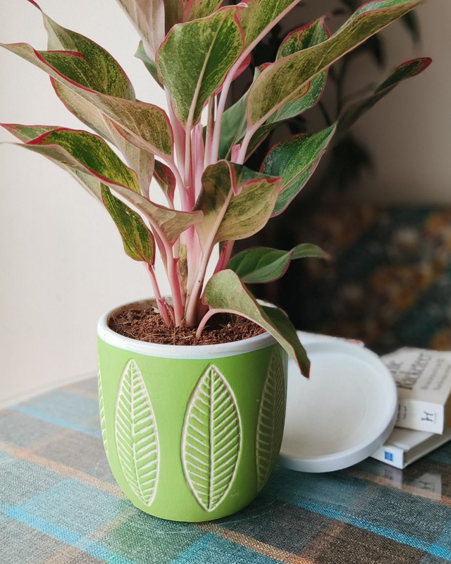 Aglaonema Red In Grand Leaf Ceramic Pot