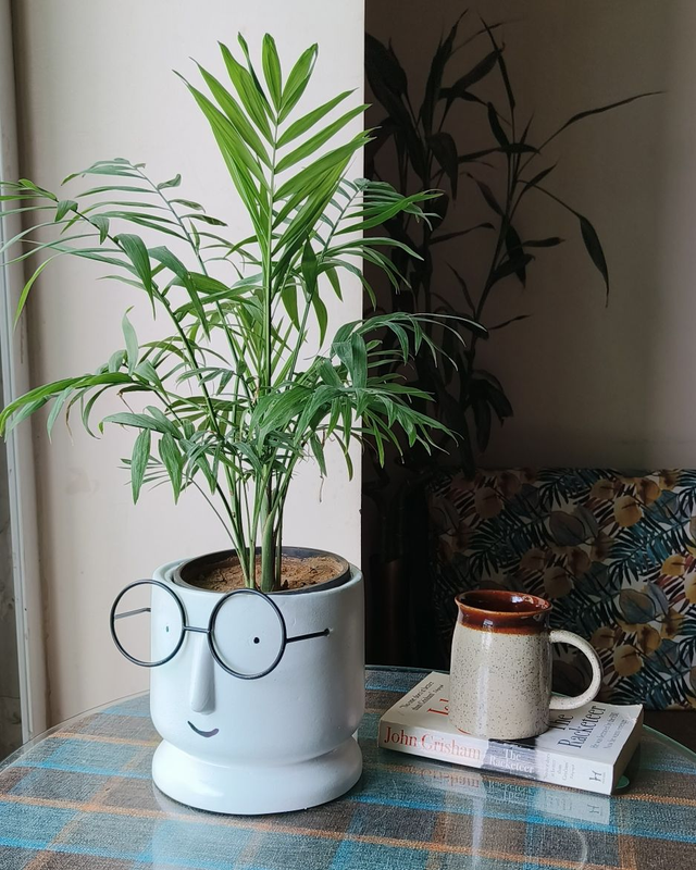 Table Palm In Face Planter Ceramic Pot